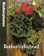 Bladsierplanten