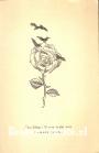 Meer raven dan rozen