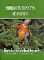 Proboscis Monkeys of Borneo